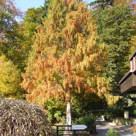 Hotel Romantik Waldhotel Mangold 4*