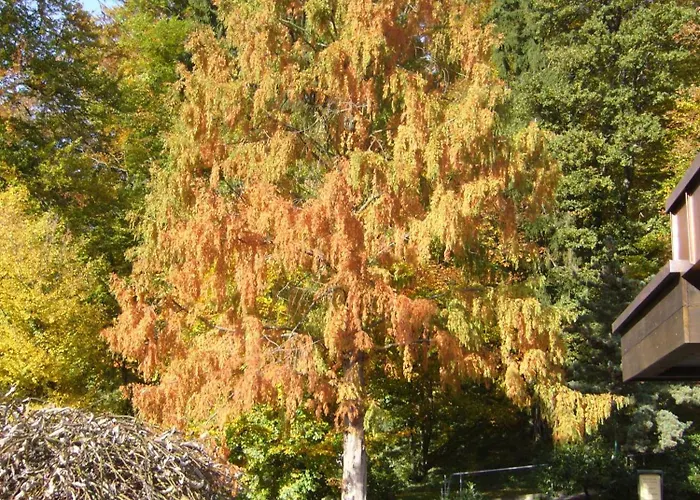 호텔 Romantik Waldhotel Mangold 4*